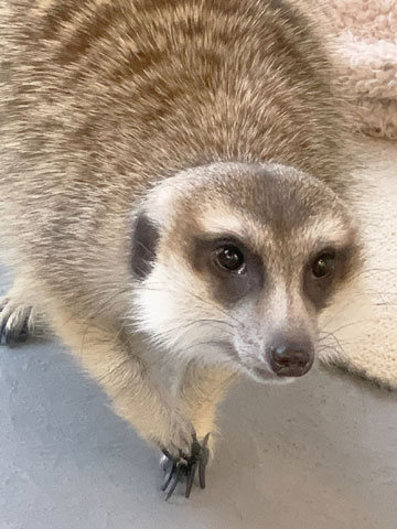 オスカル