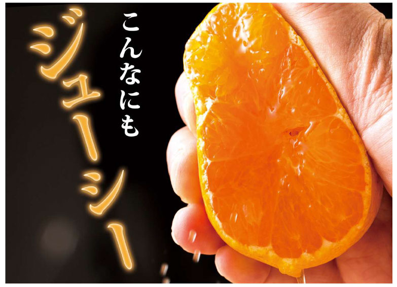 セクション1